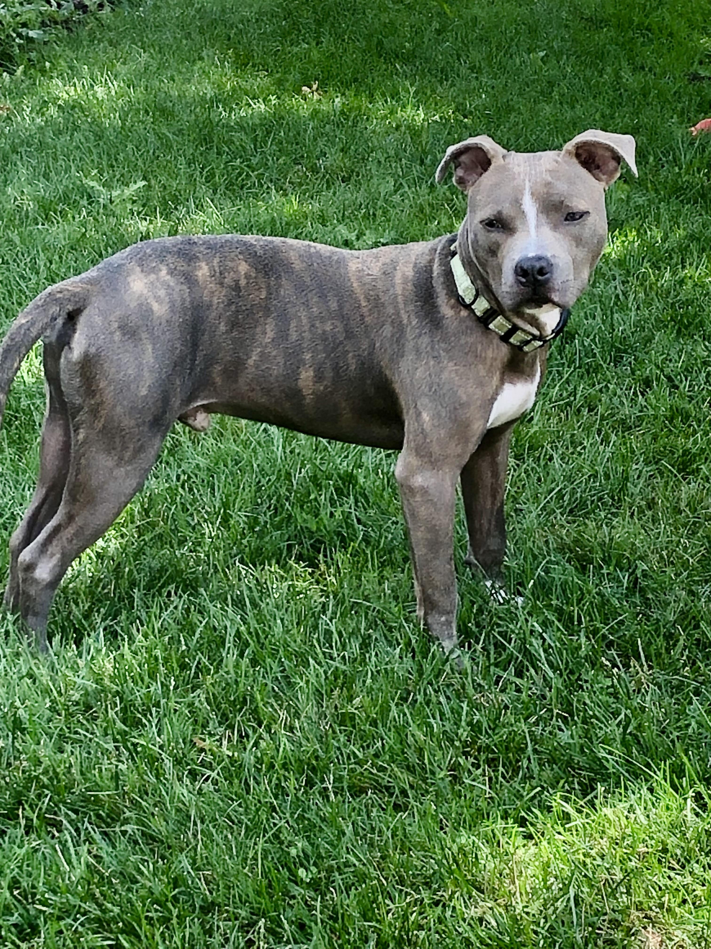 Mickey, ADOPTABLE, Adult Male Pit Bull Terrier.