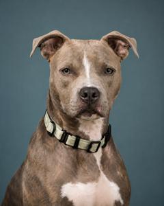 Mickey, a ADOPTABLE mixed breed in Warrenville, IL image 3/6