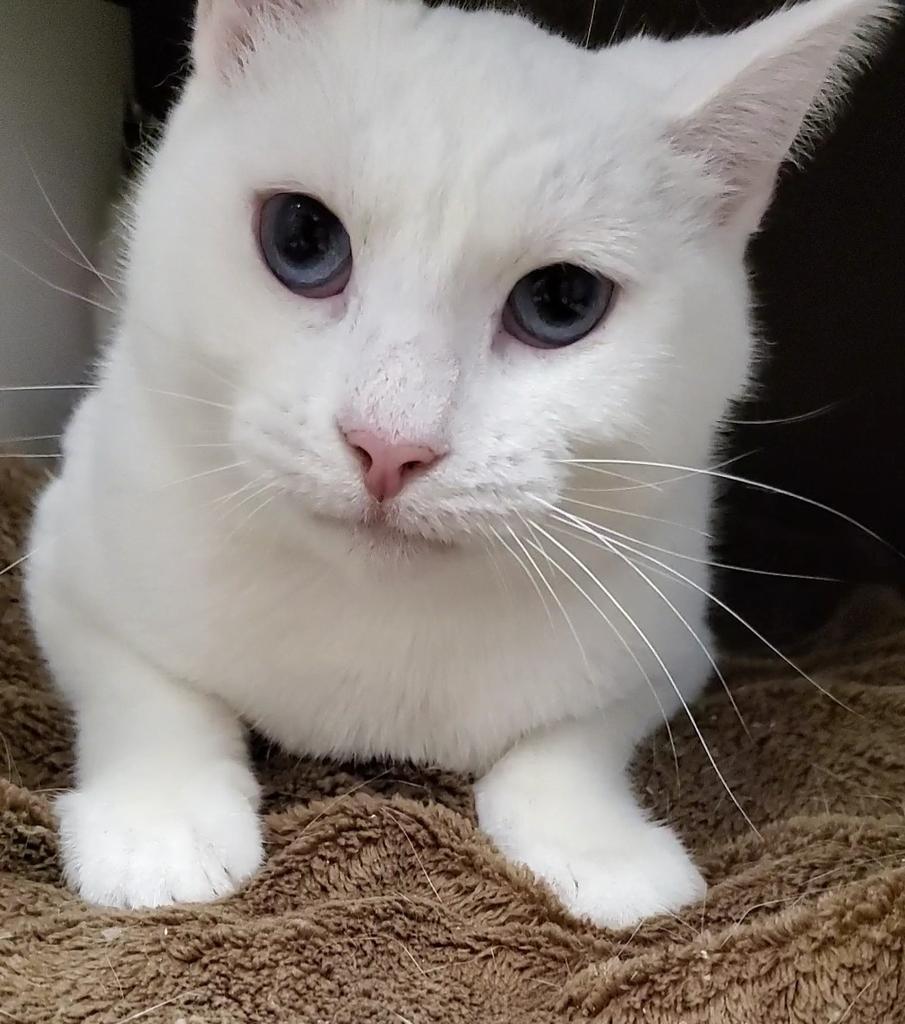 Iris, Adoptable, Adult Female Domestic Short Hair.