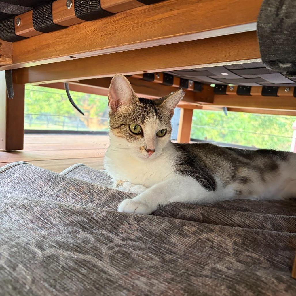 Enlarge Mouse, a Adoptable Domestic Short Hair in Charlottesville, VA image 3/5