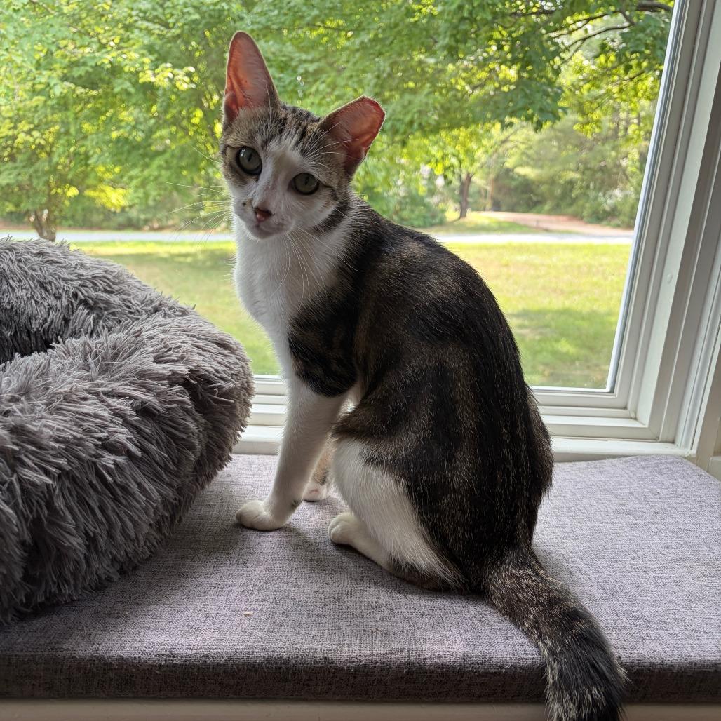 Enlarge Mouse, a Adoptable American Shorthair in Charlottesville, VA image 2/3