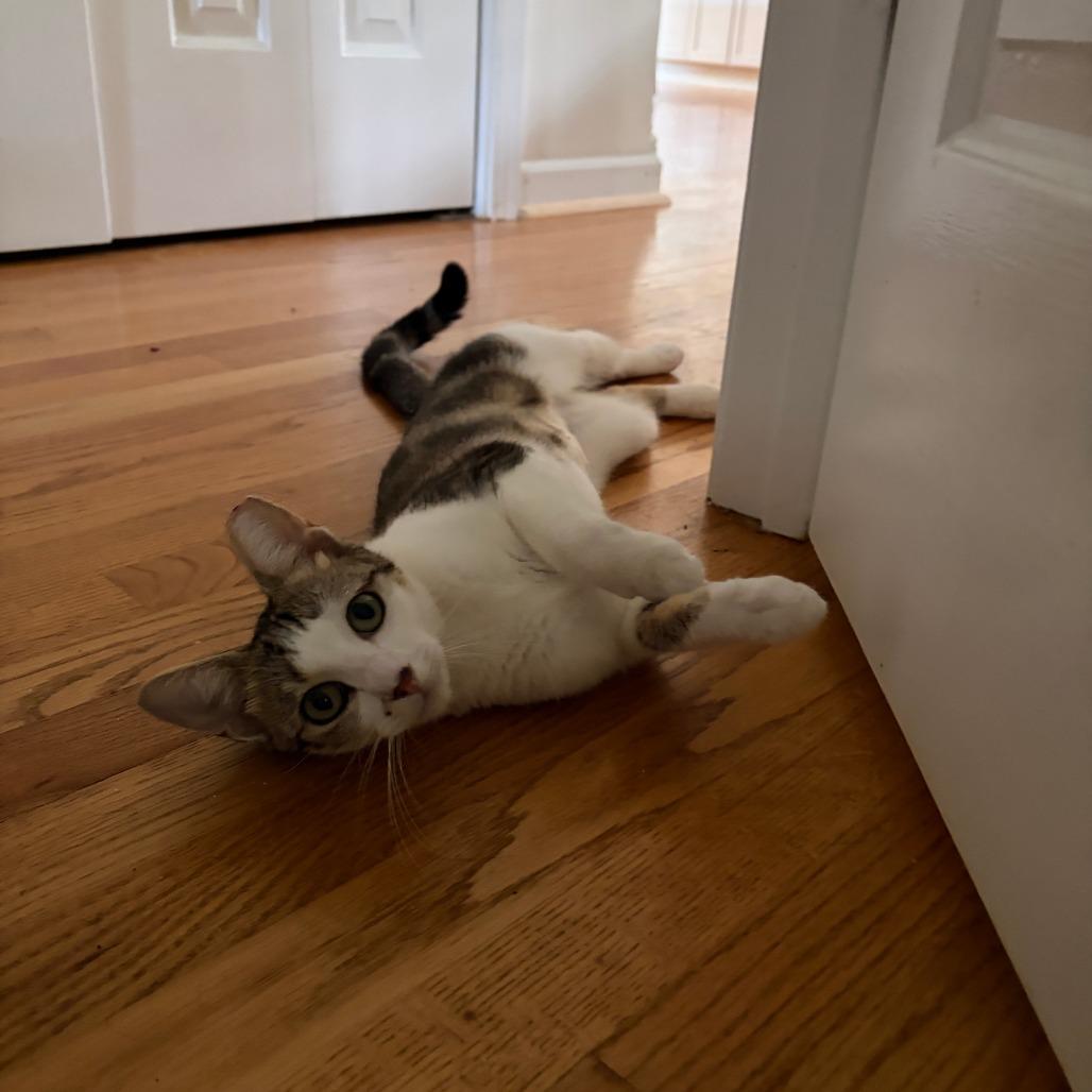 Enlarge Mouse, a Adoptable American Shorthair in Charlottesville, VA image 3/3