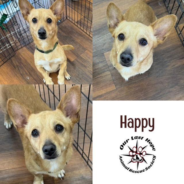 Happy, Adoptable, Adult Male Chihuahua & Corgi.