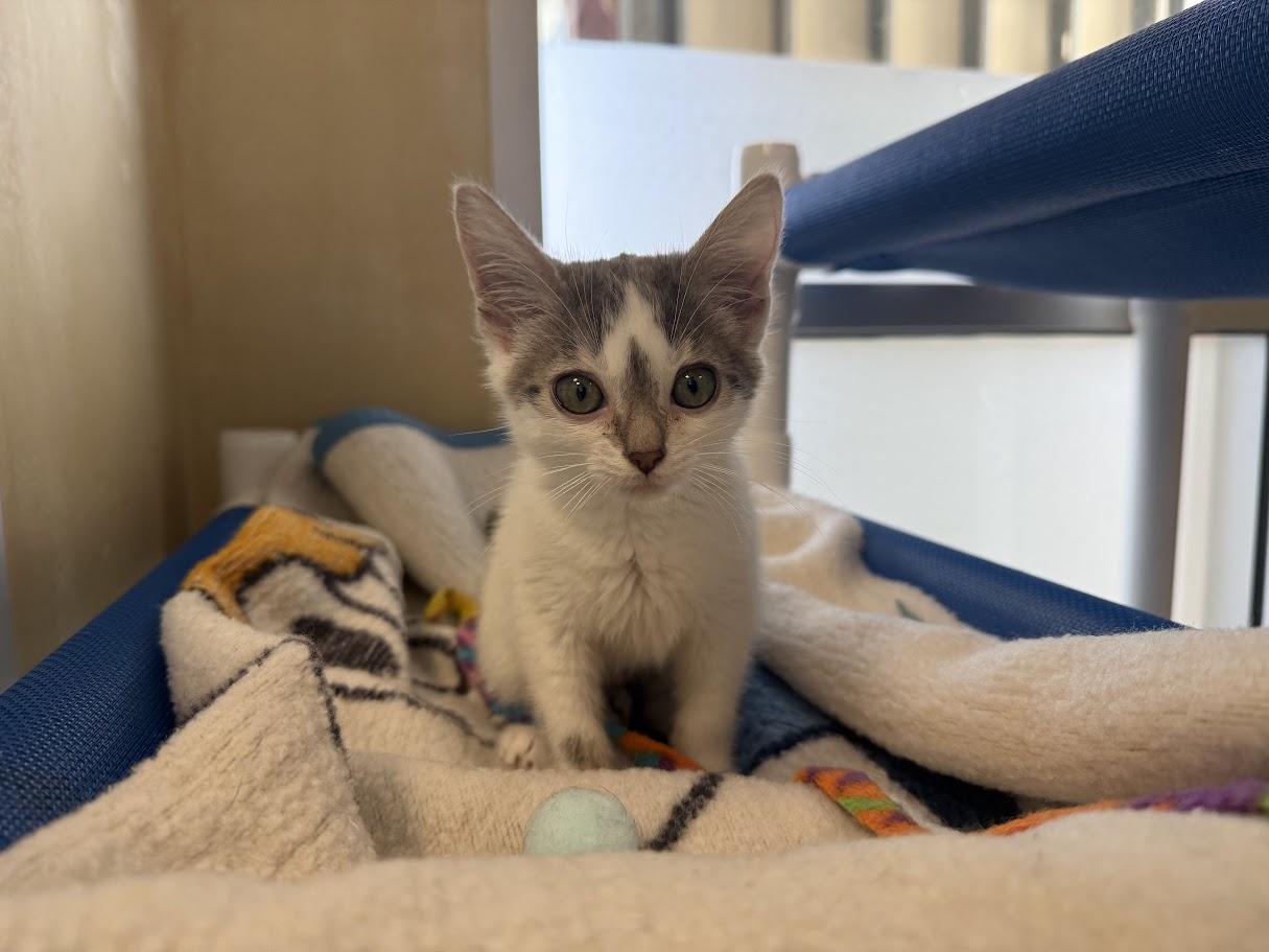 Enlarge Twee, a ADOPTABLE Domestic Short Hair in Berkeley, CA image 2/6