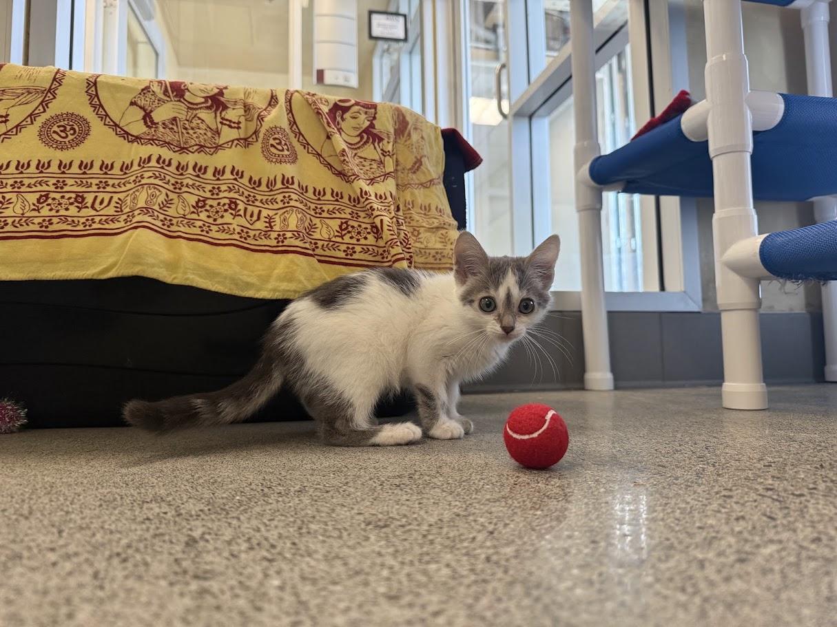 Enlarge Twee, a ADOPTABLE Domestic Short Hair in Berkeley, CA image 4/6