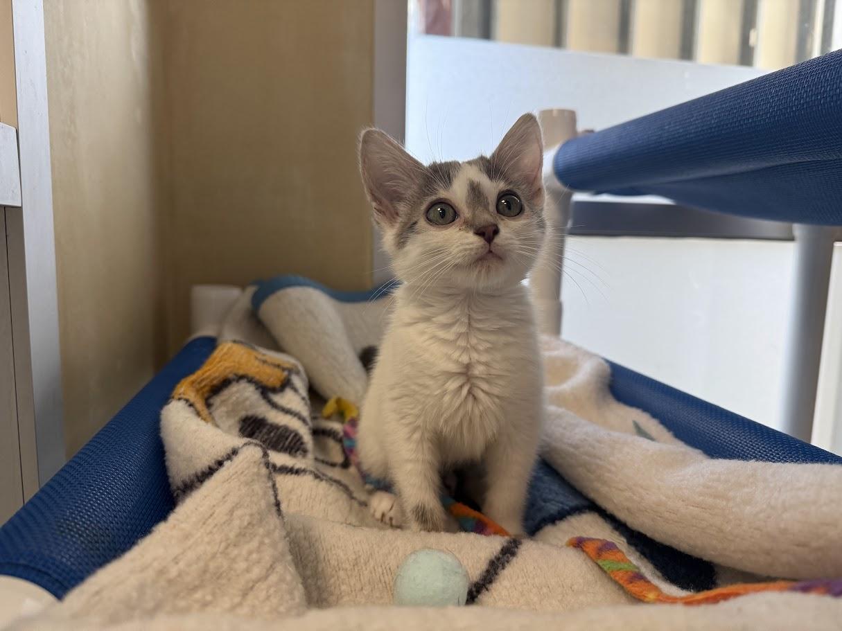 Enlarge Twee, a ADOPTABLE Domestic Short Hair in Berkeley, CA image 3/6