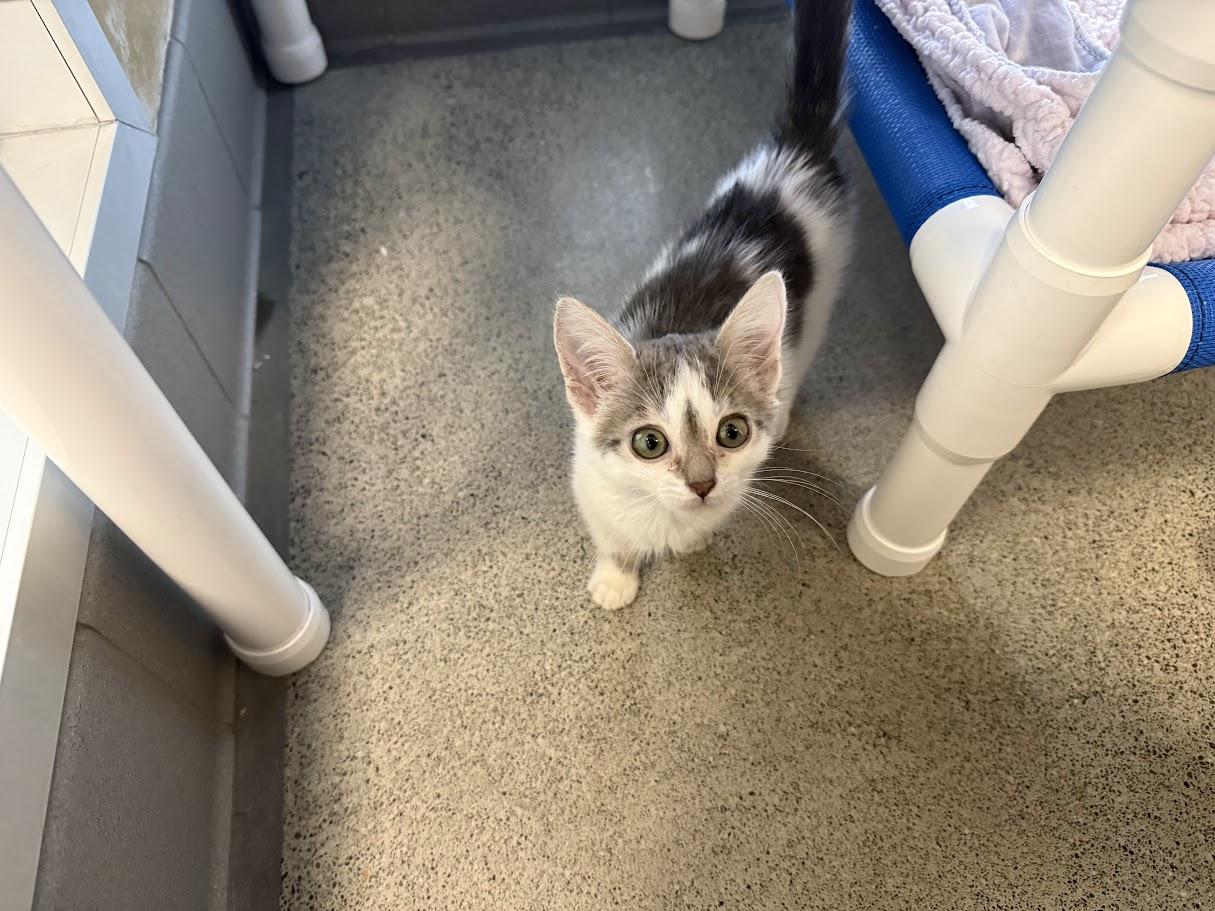 Enlarge Twee, a ADOPTABLE Domestic Short Hair in Berkeley, CA image 6/6
