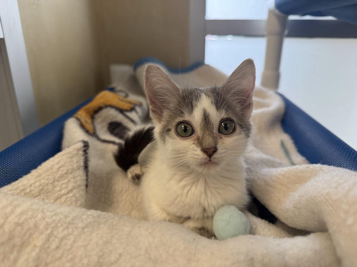 Twee, ADOPTABLE, Kitten Female Domestic Short Hair.