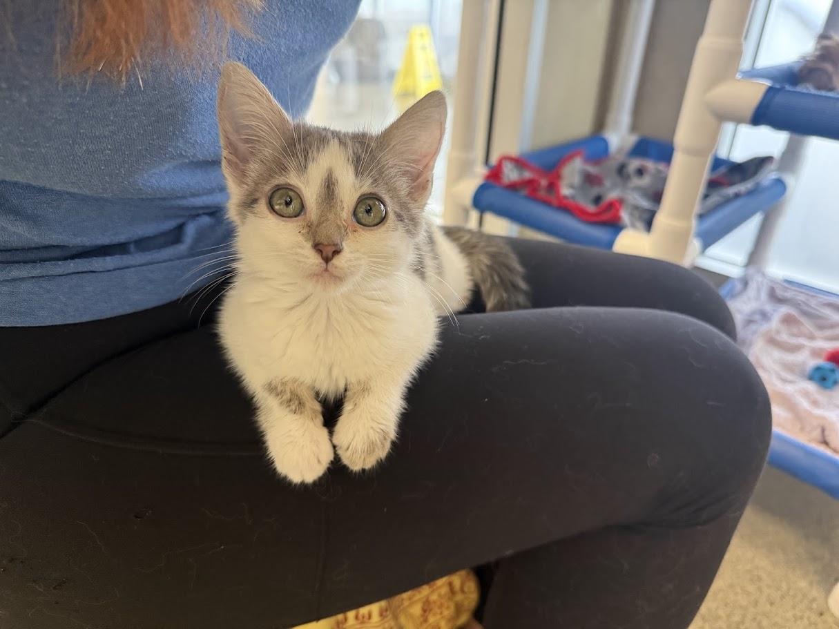 Enlarge Twee, a ADOPTABLE Domestic Short Hair in Berkeley, CA image 5/6