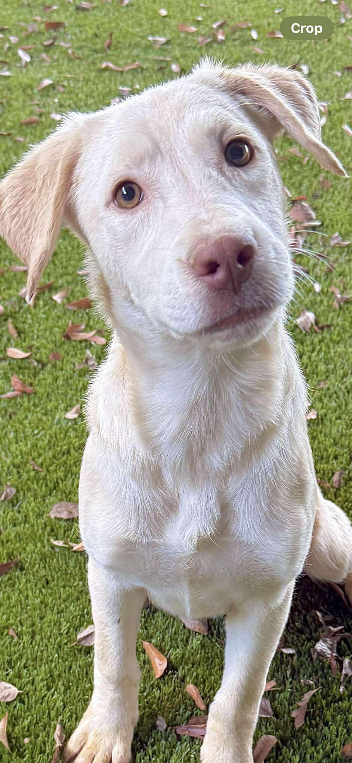 Maple, a Adoptable Mixed Breed in Berwick, ME image 1/2