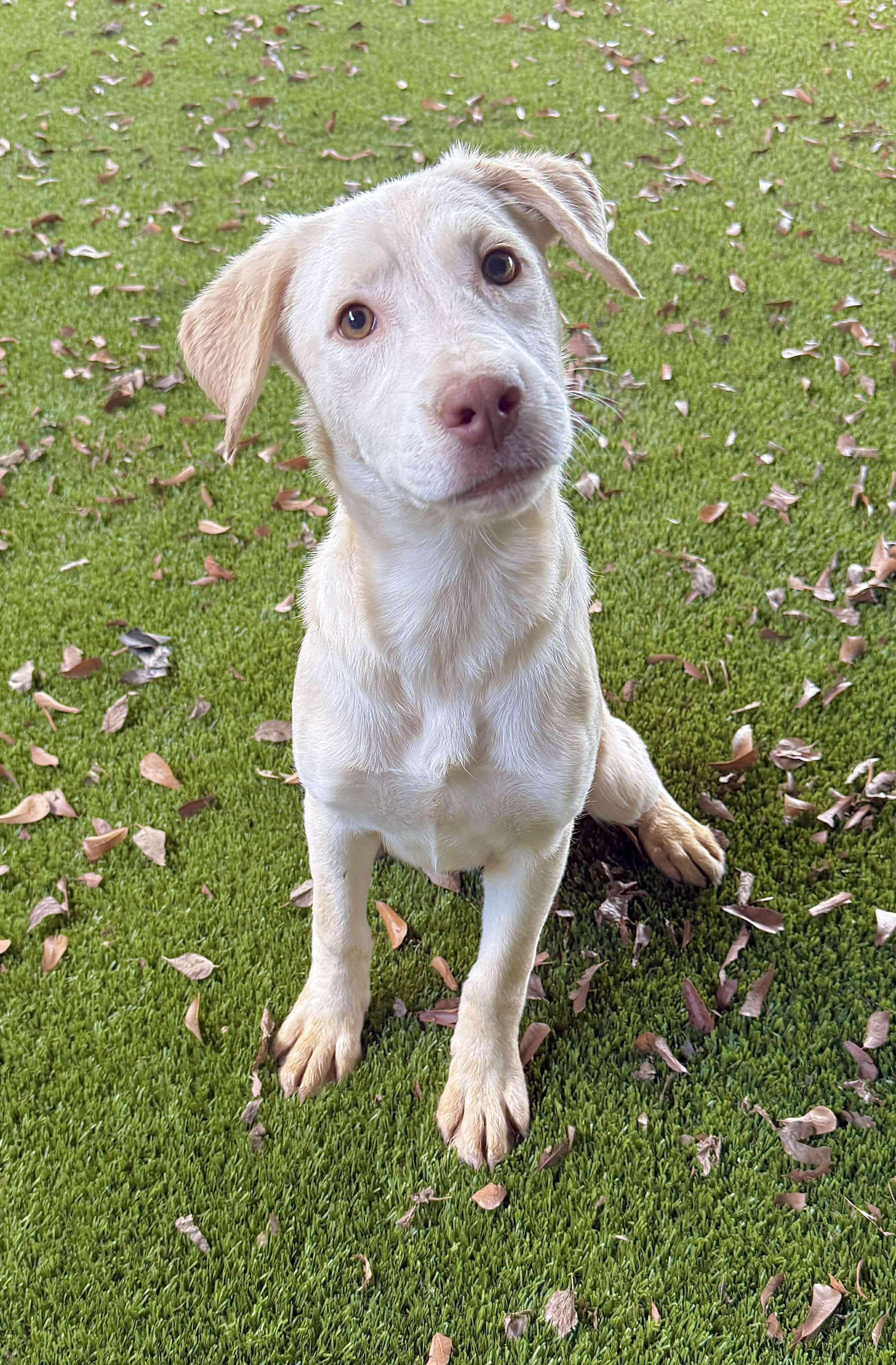 Maple, a Adoptable Mixed Breed in Berwick, ME image 2/2