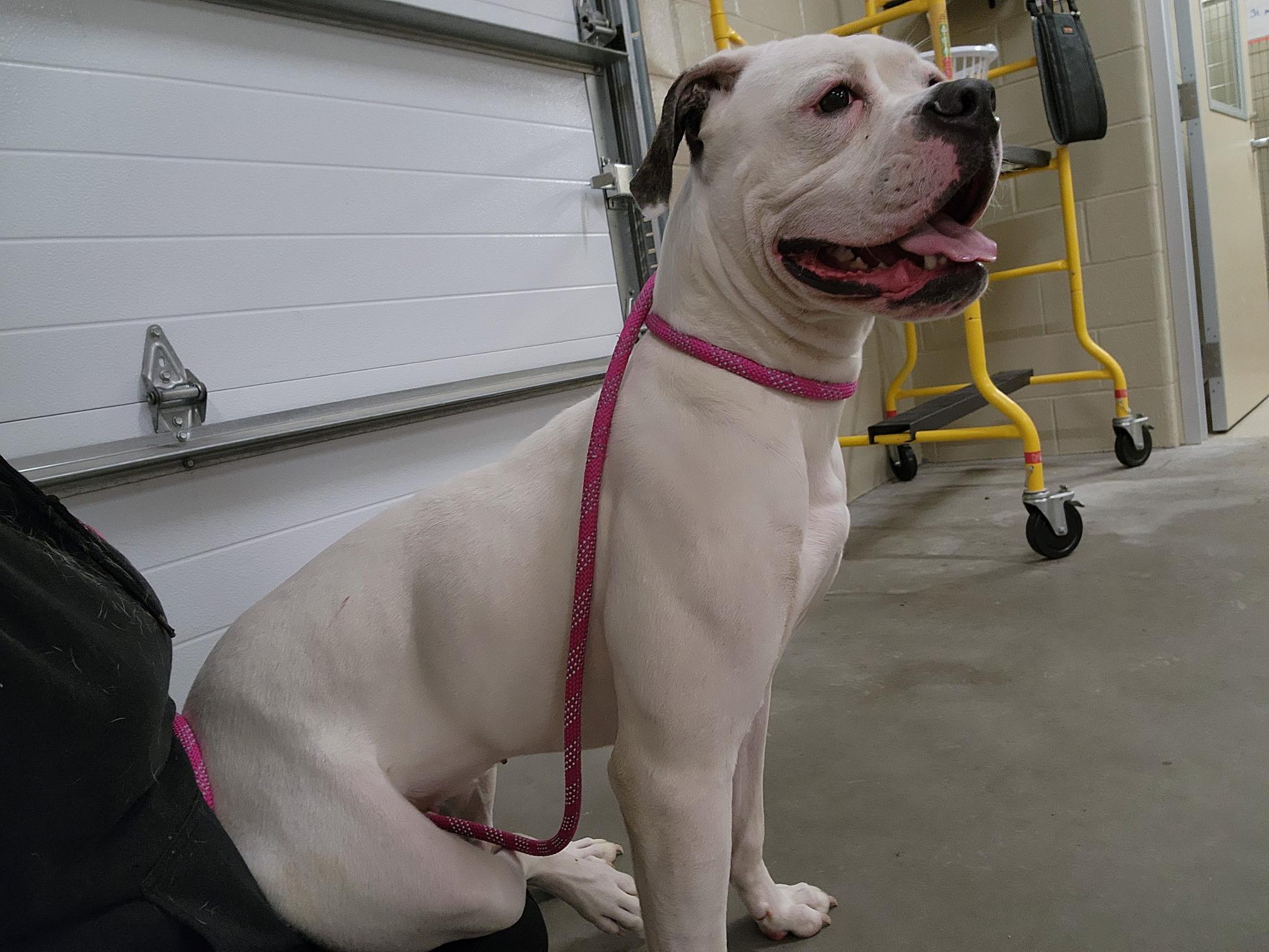 Gwen, a Adoptable mixed breed in Youngstown, OH image 3/5