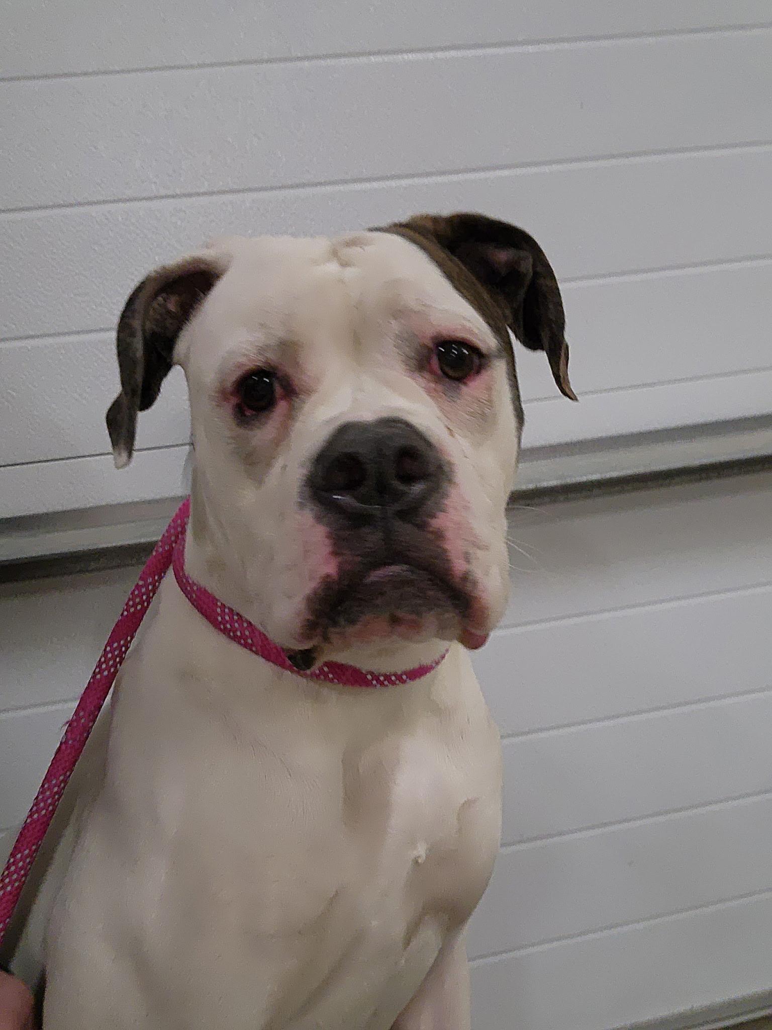 Gwen, a Adoptable mixed breed in Youngstown, OH image 2/5