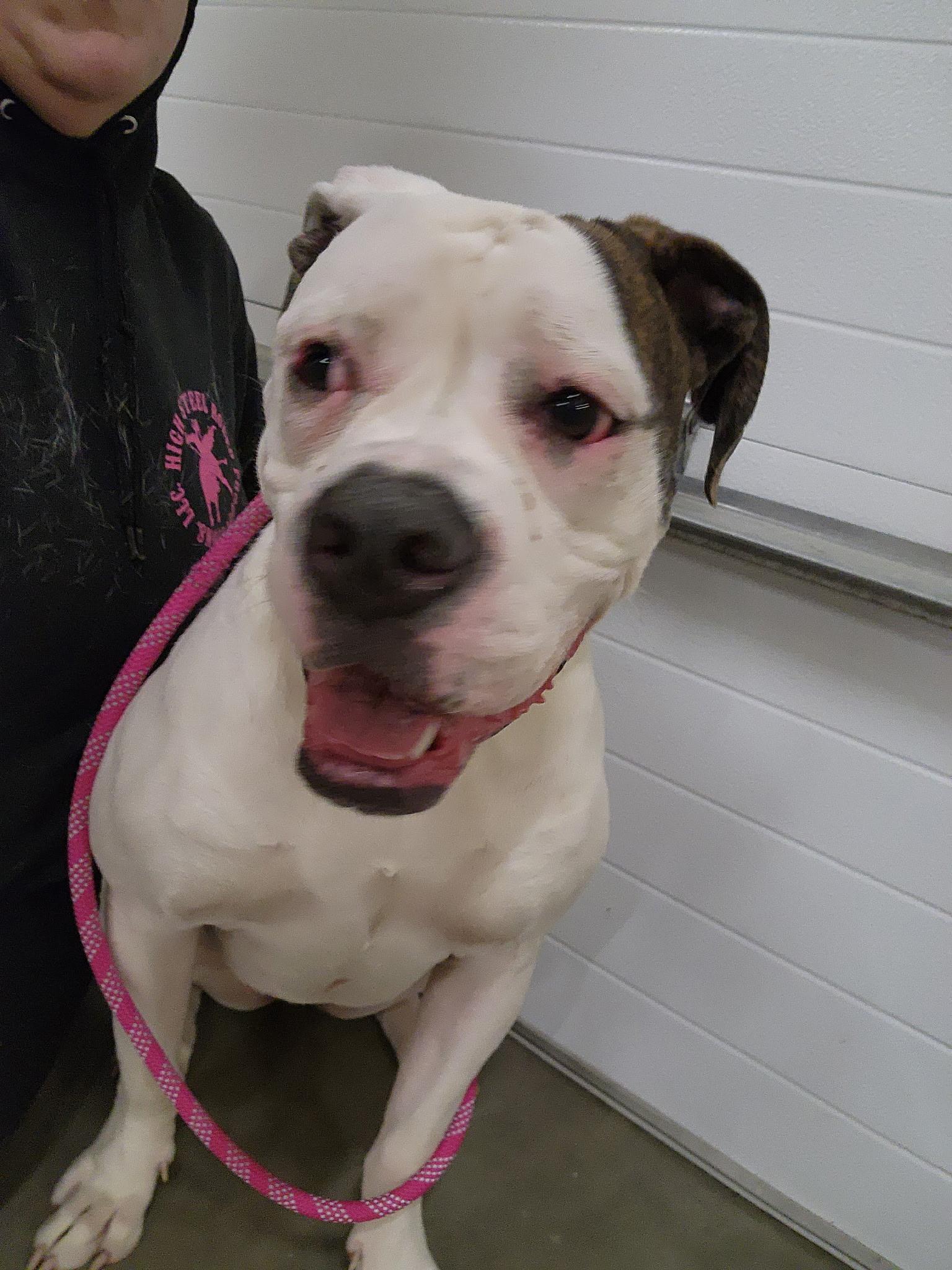 Gwen, a Adoptable mixed breed in Youngstown, OH image 5/5