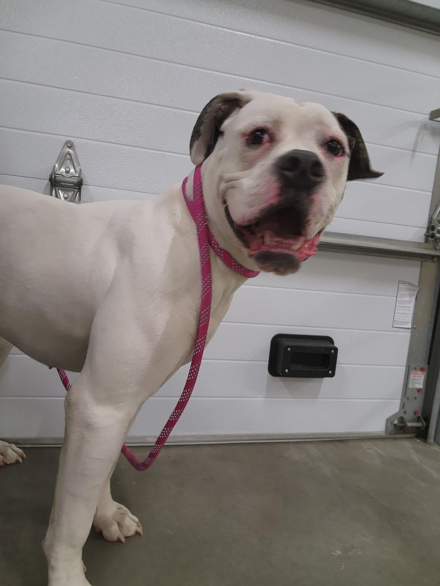 Gwen, a Adoptable mixed breed in Youngstown, OH image 4/5