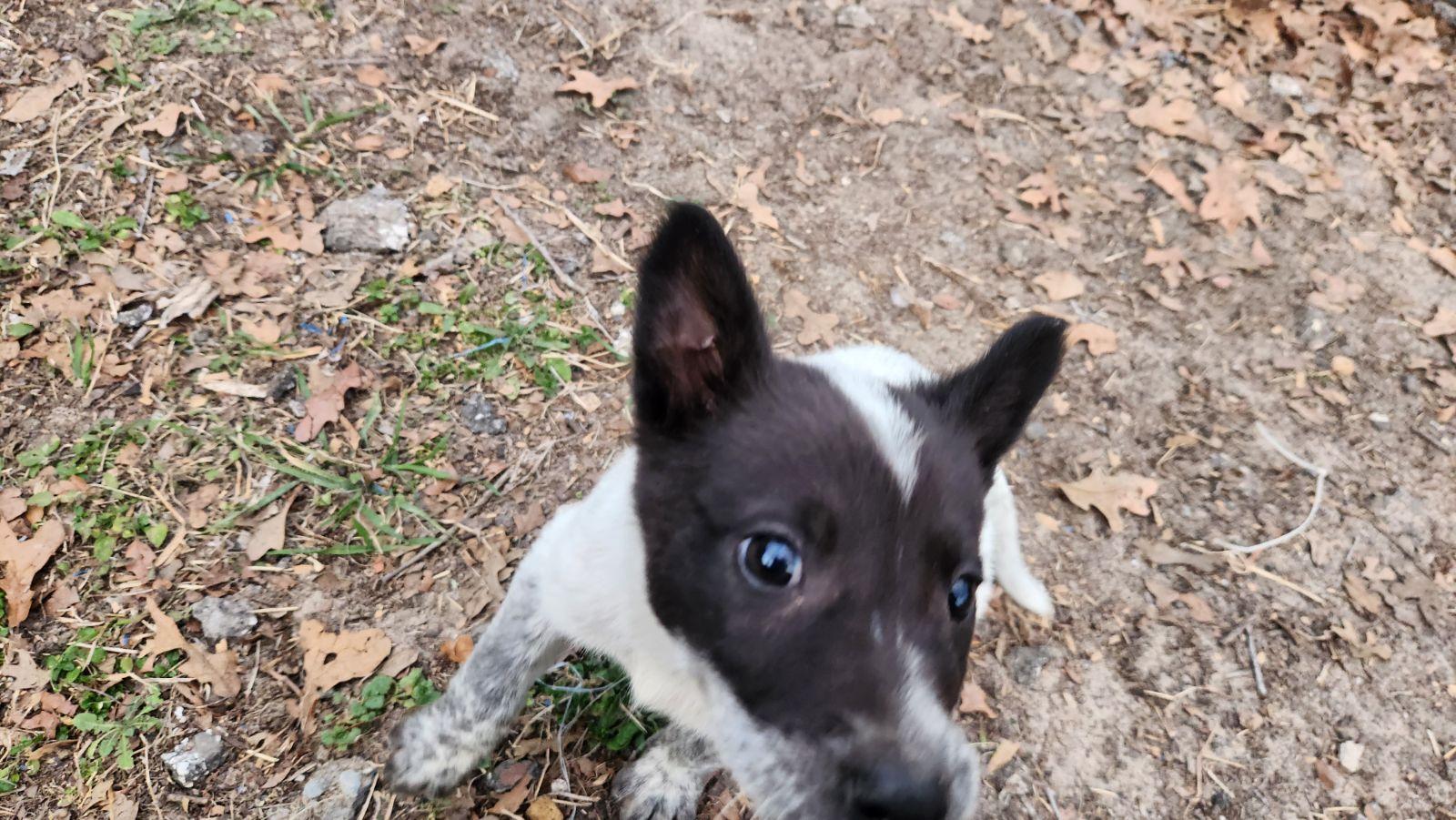 Enlarge Buck (Waco), a Adoptable mixed breed in Waco, TX image 2/3