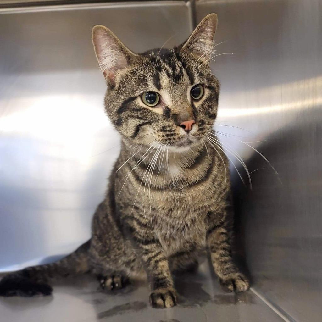 Lou, Adopted, Adult Male Domestic Short Hair.