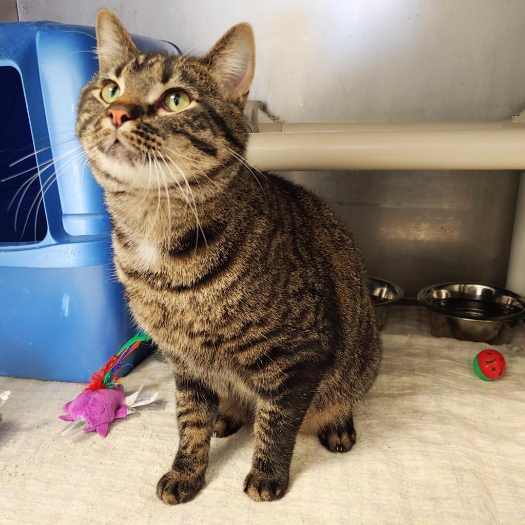 Enlarge Lou, a Adopted mixed breed in Sunrise Beach, MO image 2/2