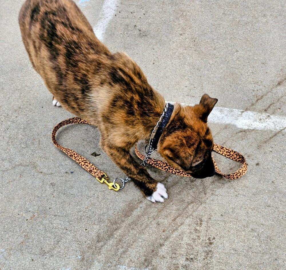 Sheldon, Adoptable, Puppy Male Shepherd & Mixed Breed.