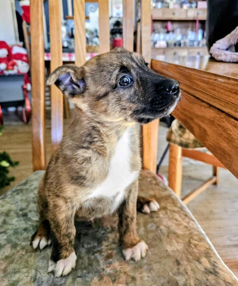 Sheldon, Adoptable, Puppy Male Shepherd & Mixed Breed.