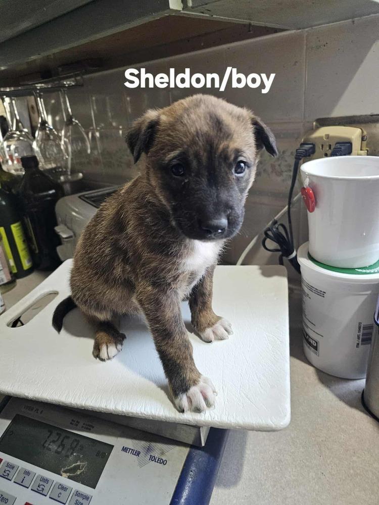 Enlarge Sheldon, a Adoptable mixed breed in Evergreen, CO image 3/6