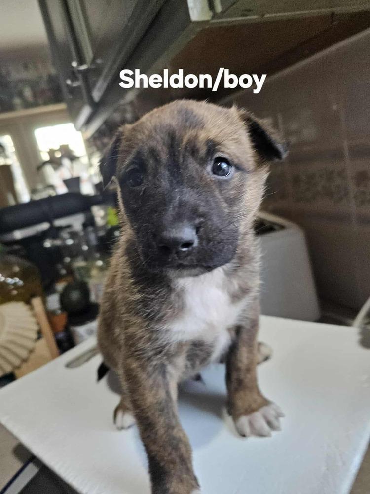 Enlarge Sheldon, a Adoptable mixed breed in Evergreen, CO image 5/6