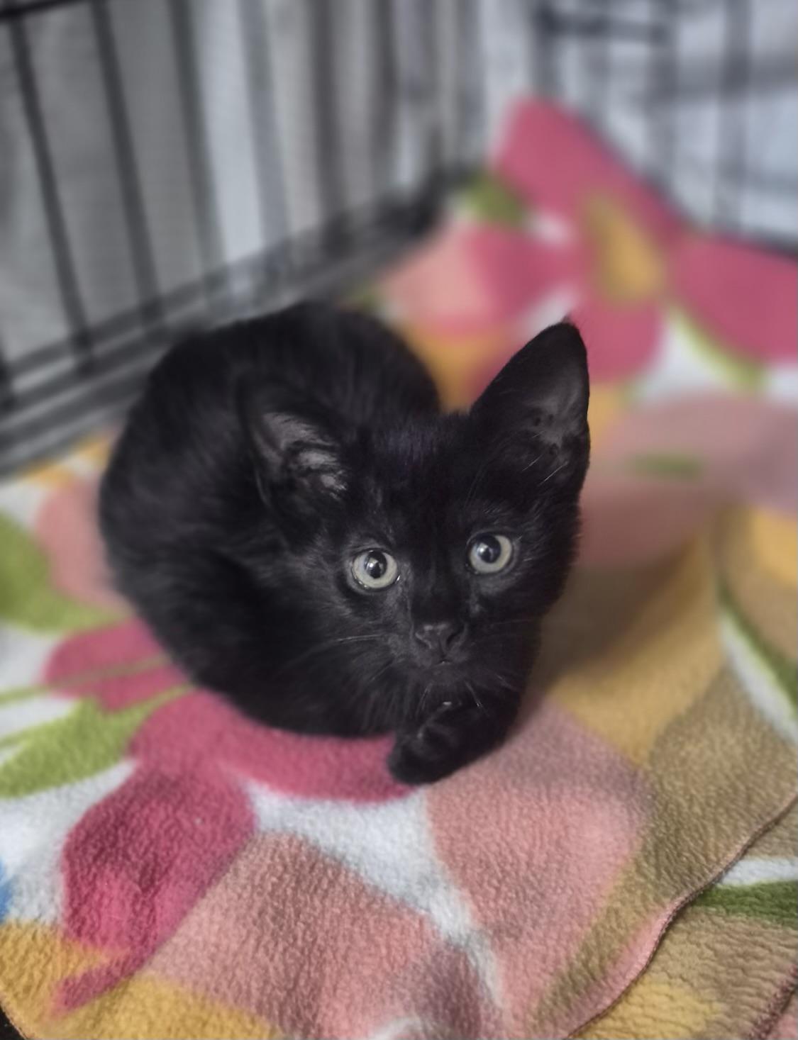 Luna (very friendly), a ADOPTABLE Domestic Short Hair in Los Angeles, CA image 2/2