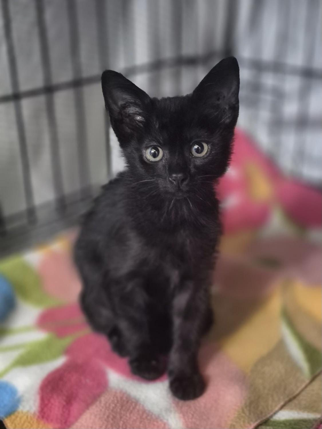 Luna (very friendly), ADOPTABLE, Kitten Female Domestic Short Hair.