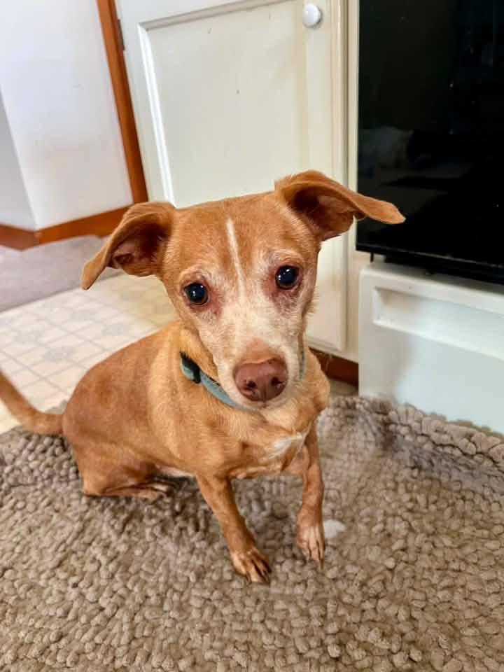Auggie, Adopted, Senior Male Chihuahua.