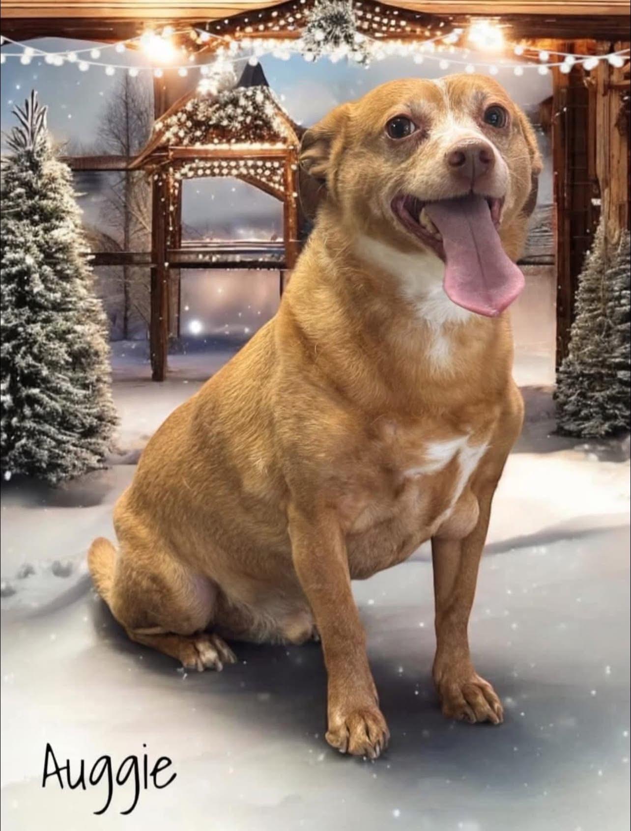 Enlarge Auggie, a Adopted mixed breed in Manhattan, KS image 2/4