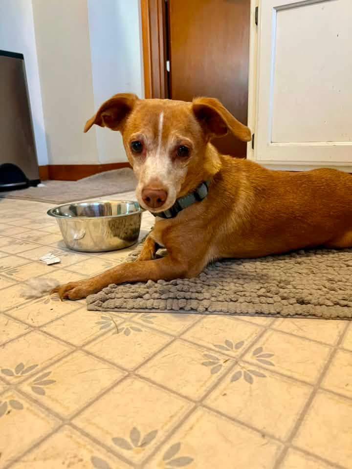 Enlarge Auggie, a Adopted mixed breed in Manhattan, KS image 3/4