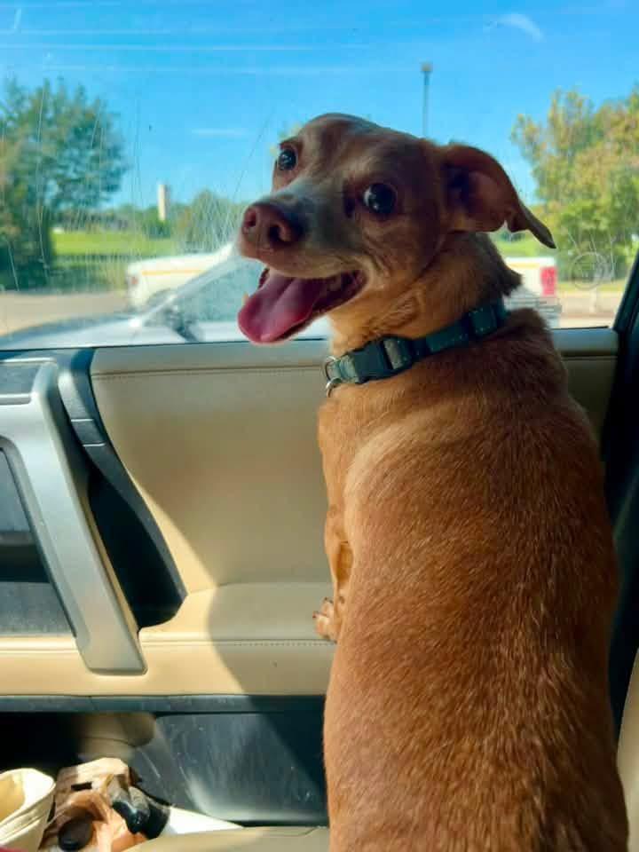 Enlarge Auggie, a Adopted mixed breed in Manhattan, KS image 4/4