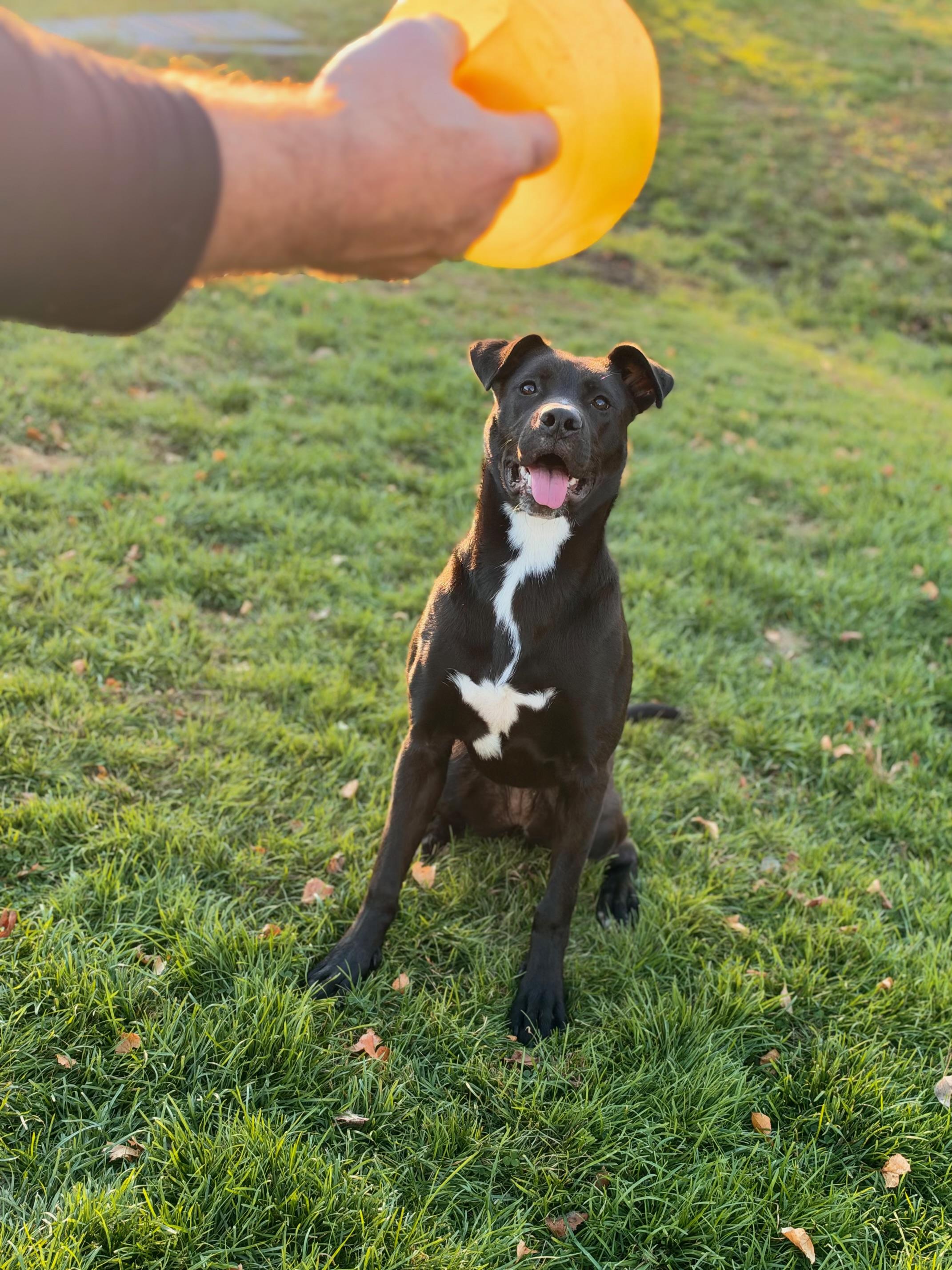 Enlarge AUGGIE, a Adoptable mixed breed in Kennebunk , ME image 3/6