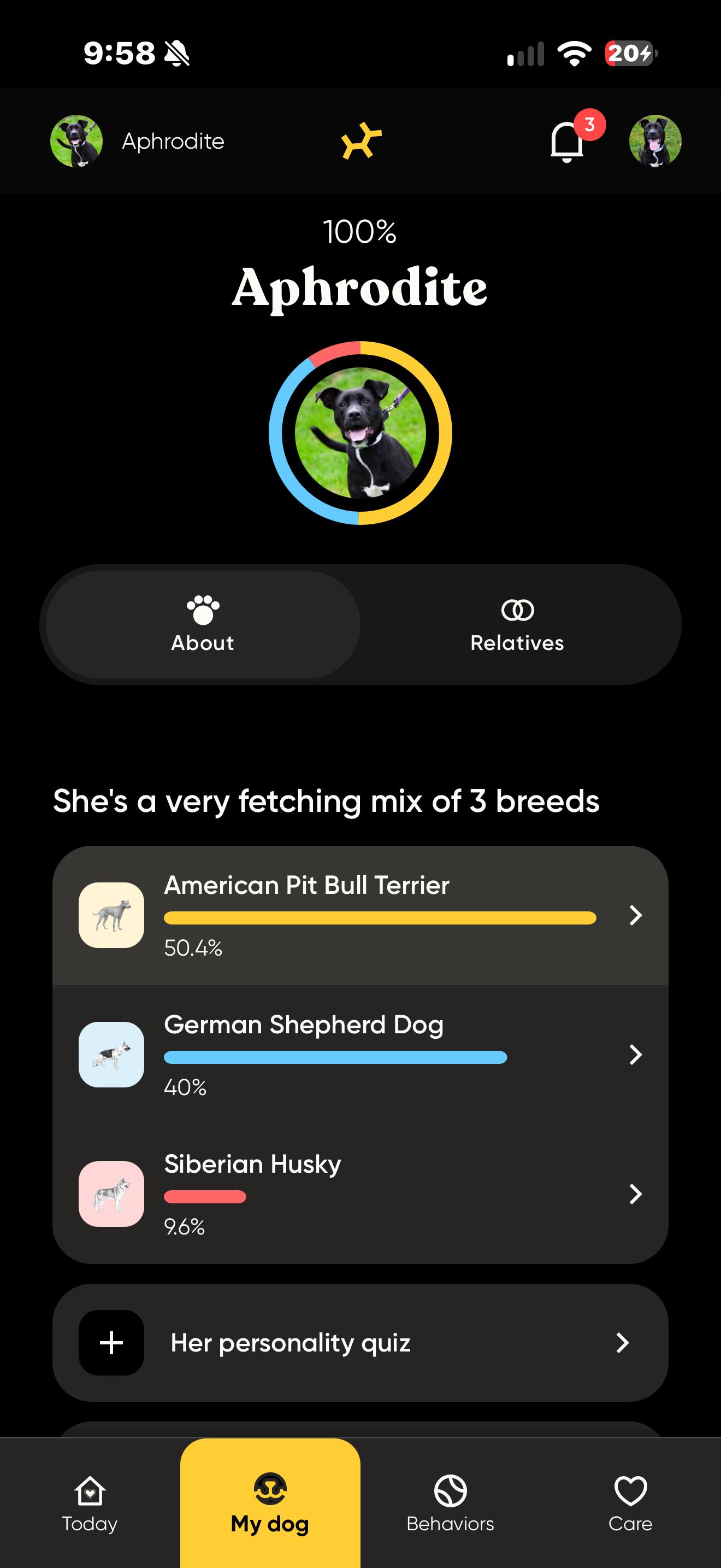 Enlarge AUGGIE, a Adoptable mixed breed in Kennebunk , ME image 5/6