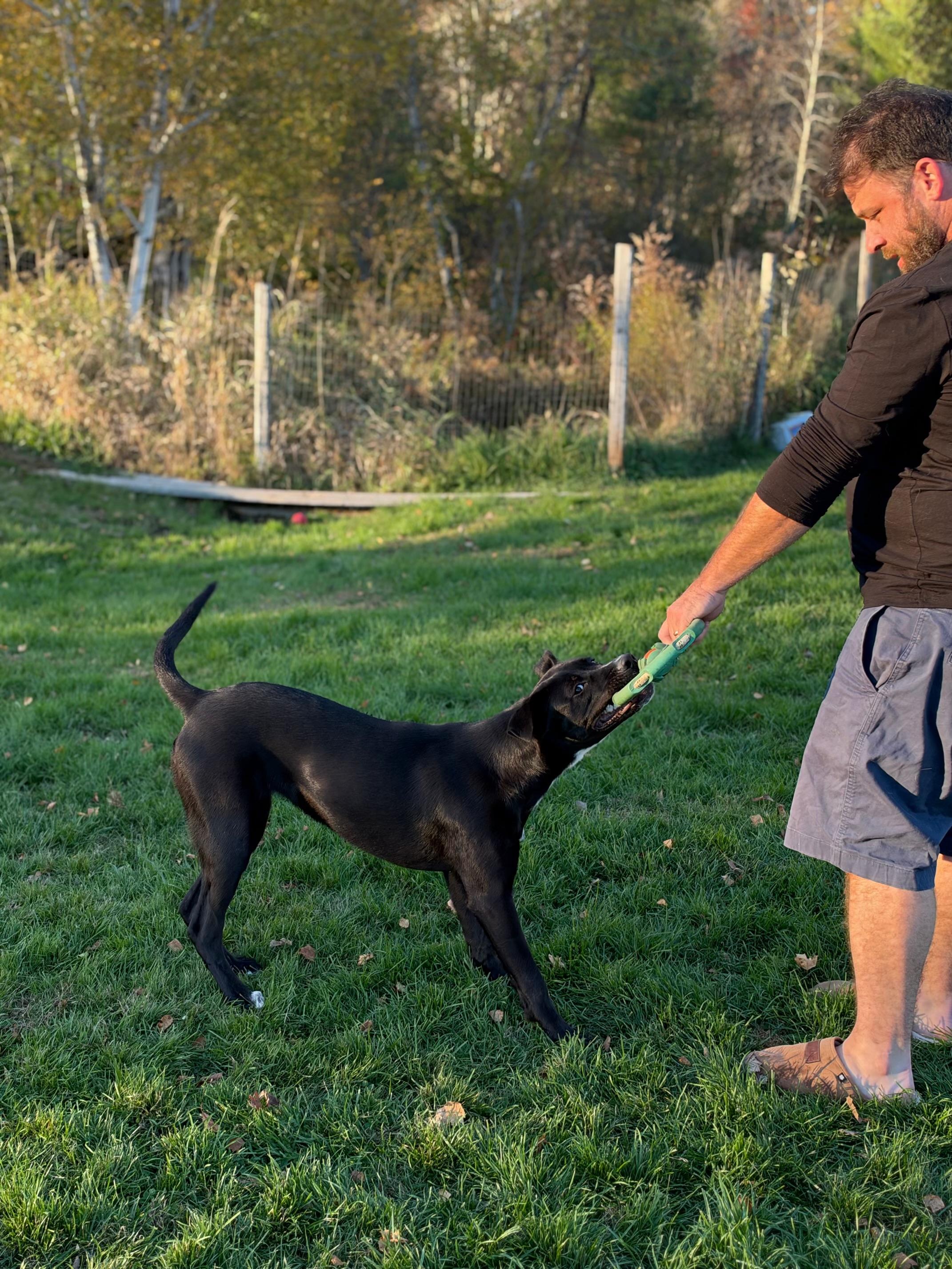 Enlarge AUGGIE, a Adoptable mixed breed in Kennebunk , ME image 6/6