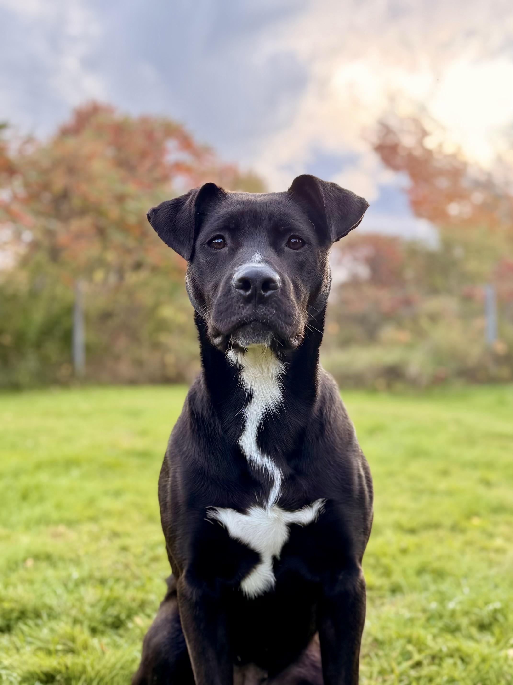 AUGGIE, Adoptable, Young Female American Staffordshire Terrier & German Shepherd Dog.