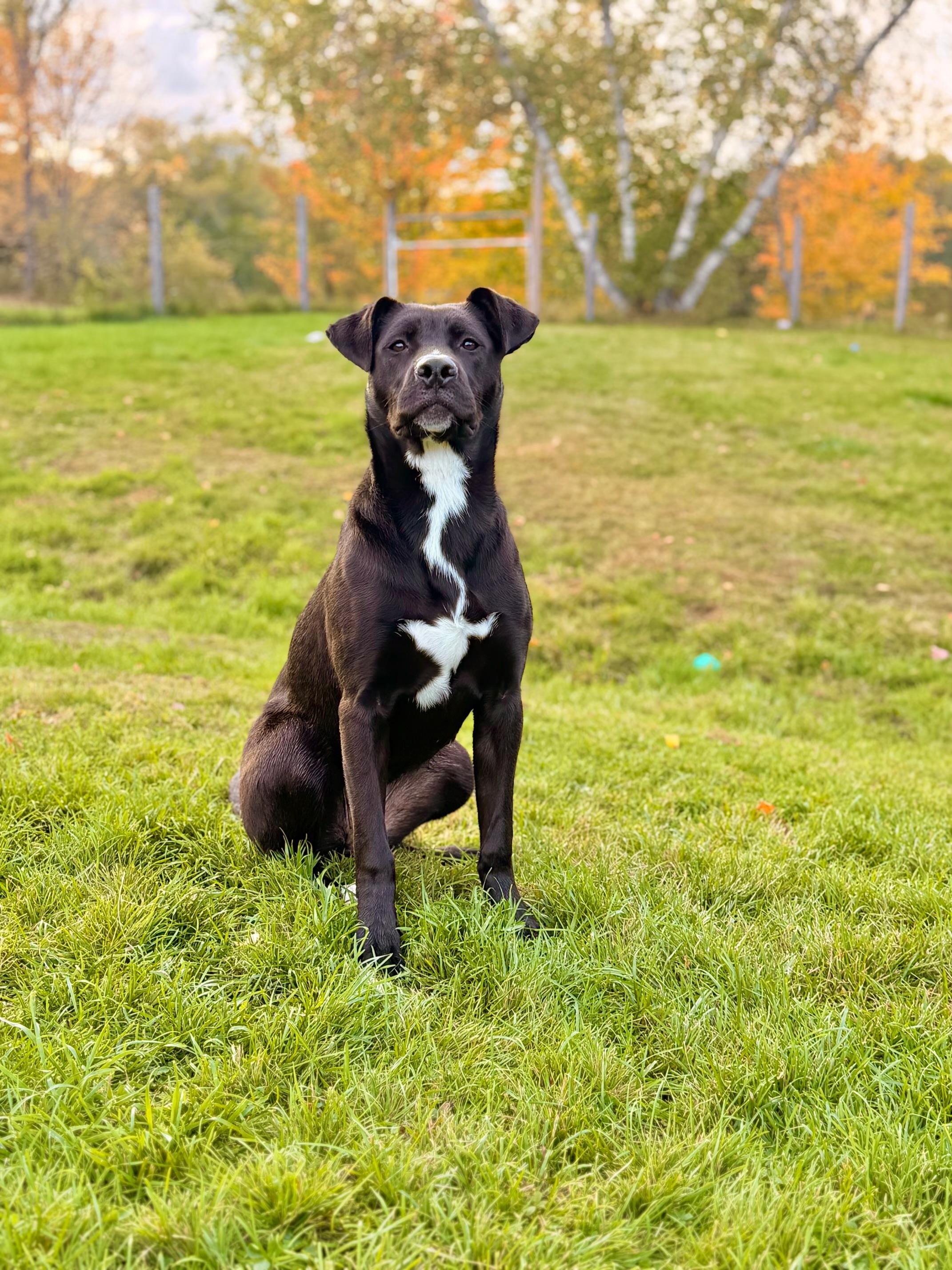 Enlarge AUGGIE, a Adoptable mixed breed in Kennebunk , ME image 2/6
