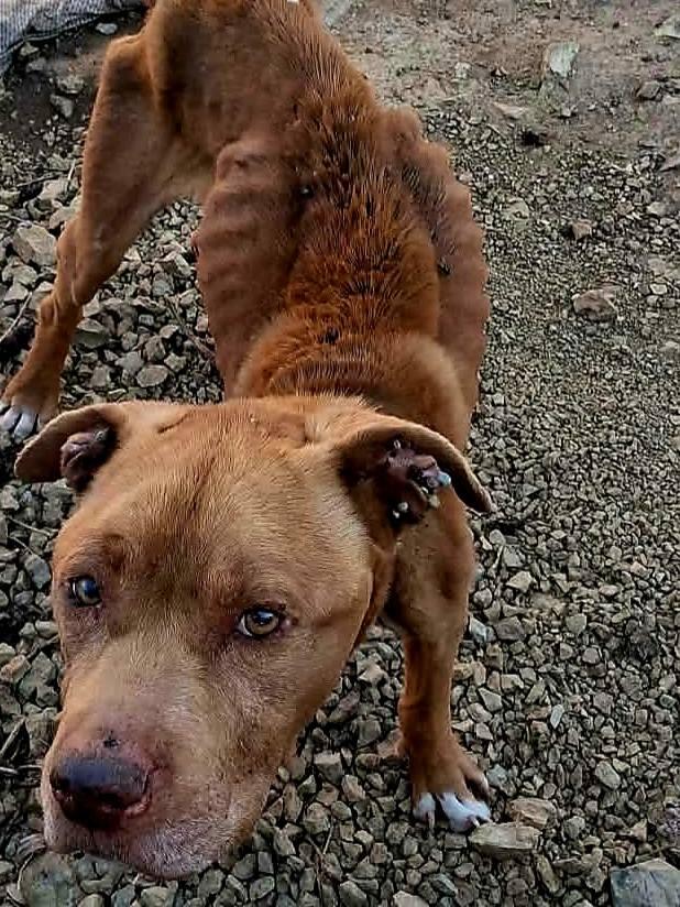 Elroy, a ADOPTABLE Pit Bull Terrier in Clovis, NM image 4/6