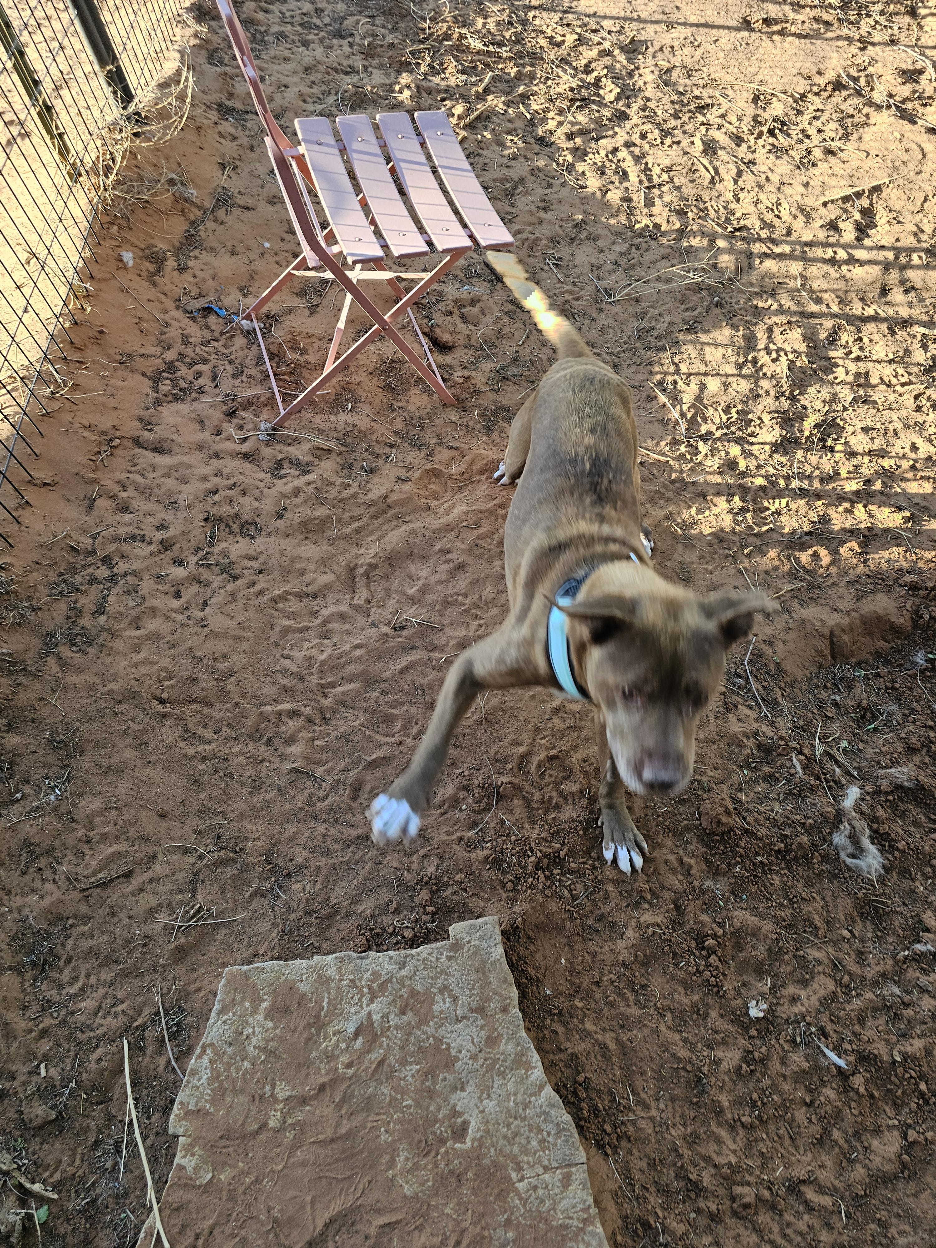 Elroy, a ADOPTABLE Pit Bull Terrier in Clovis, NM image 2/6