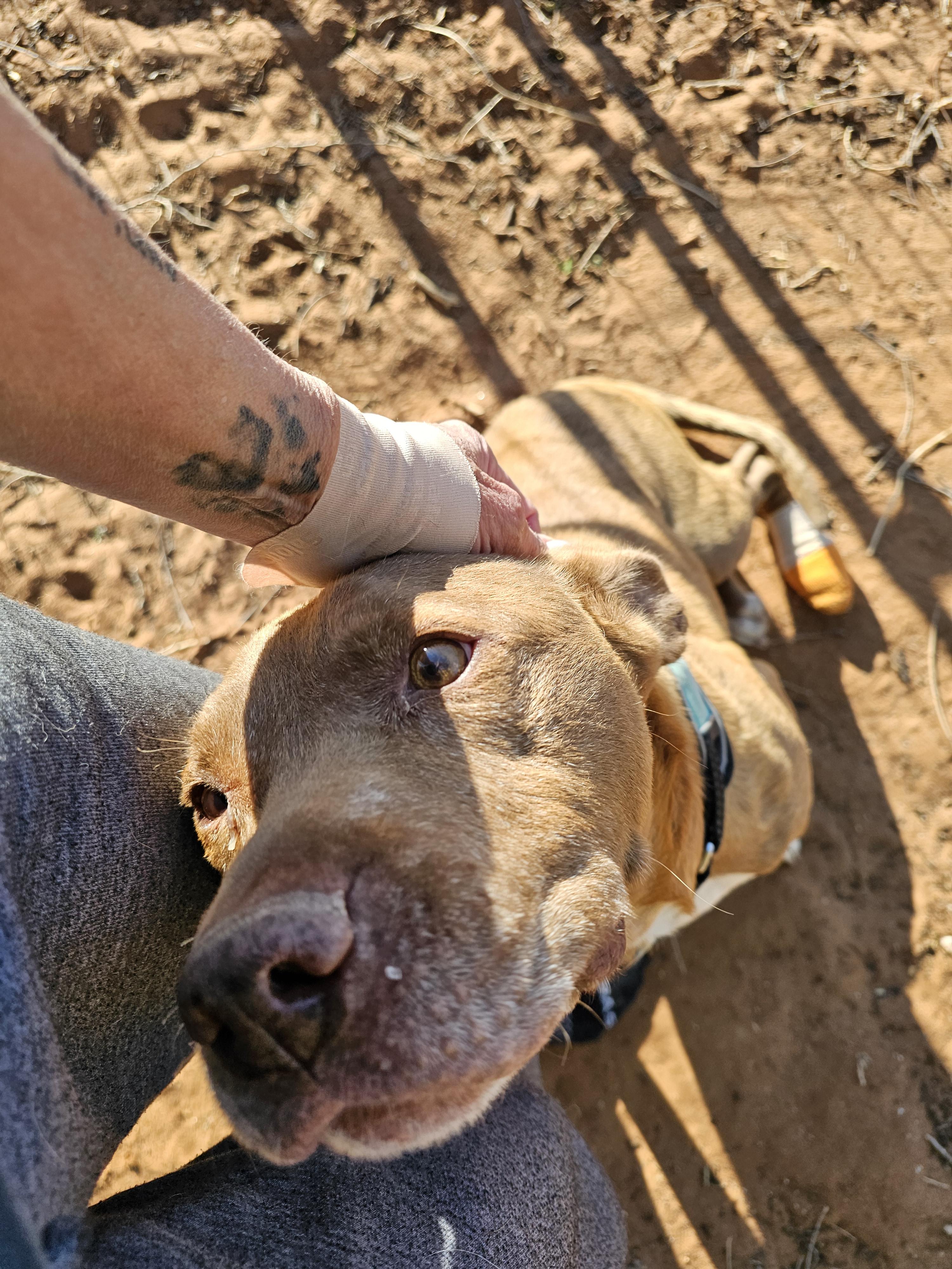 Elroy, a ADOPTABLE Pit Bull Terrier in Clovis, NM image 1/6