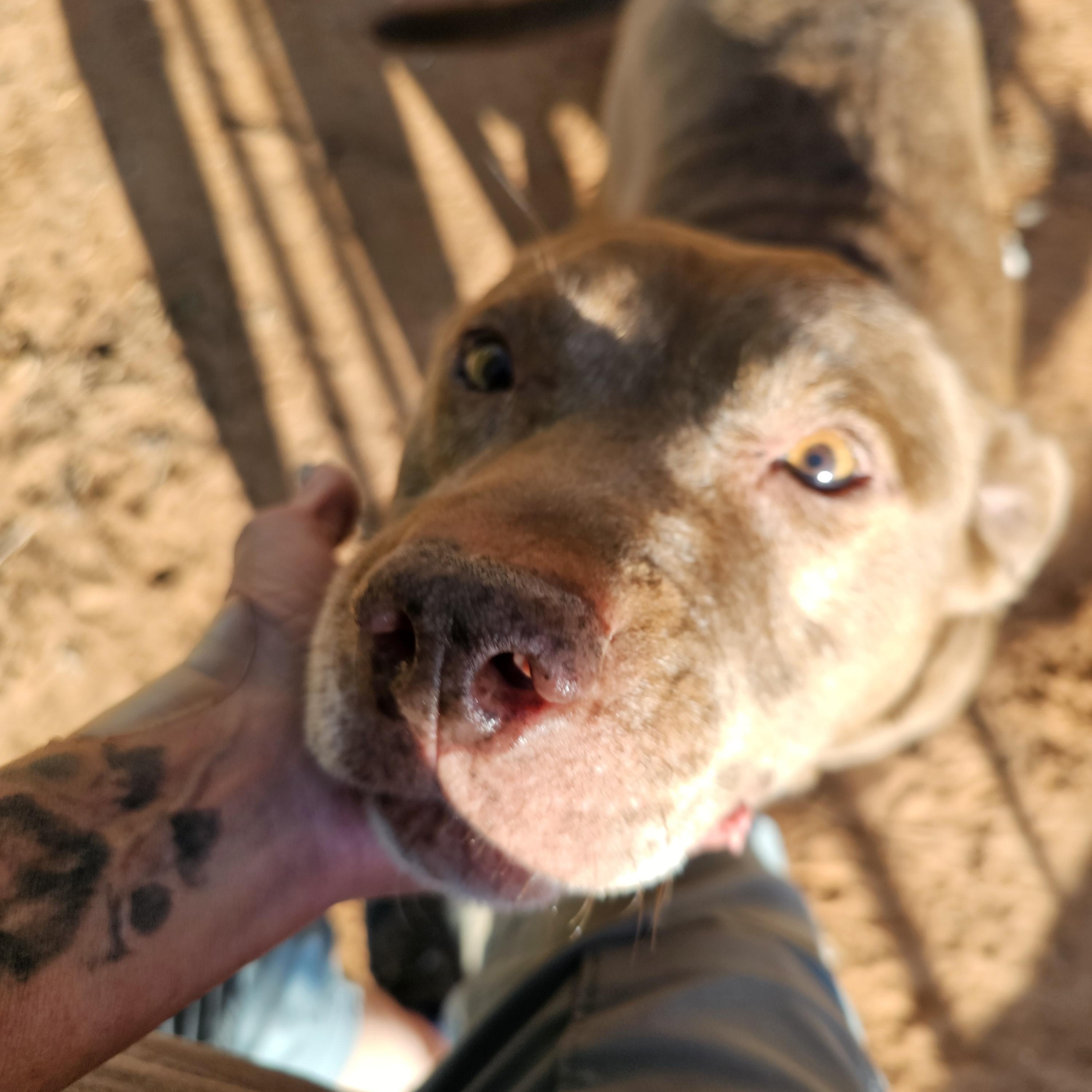 Elroy (we have come a long way), a ADOPTABLE Pit Bull Terrier in Clovis, NM image 6/6