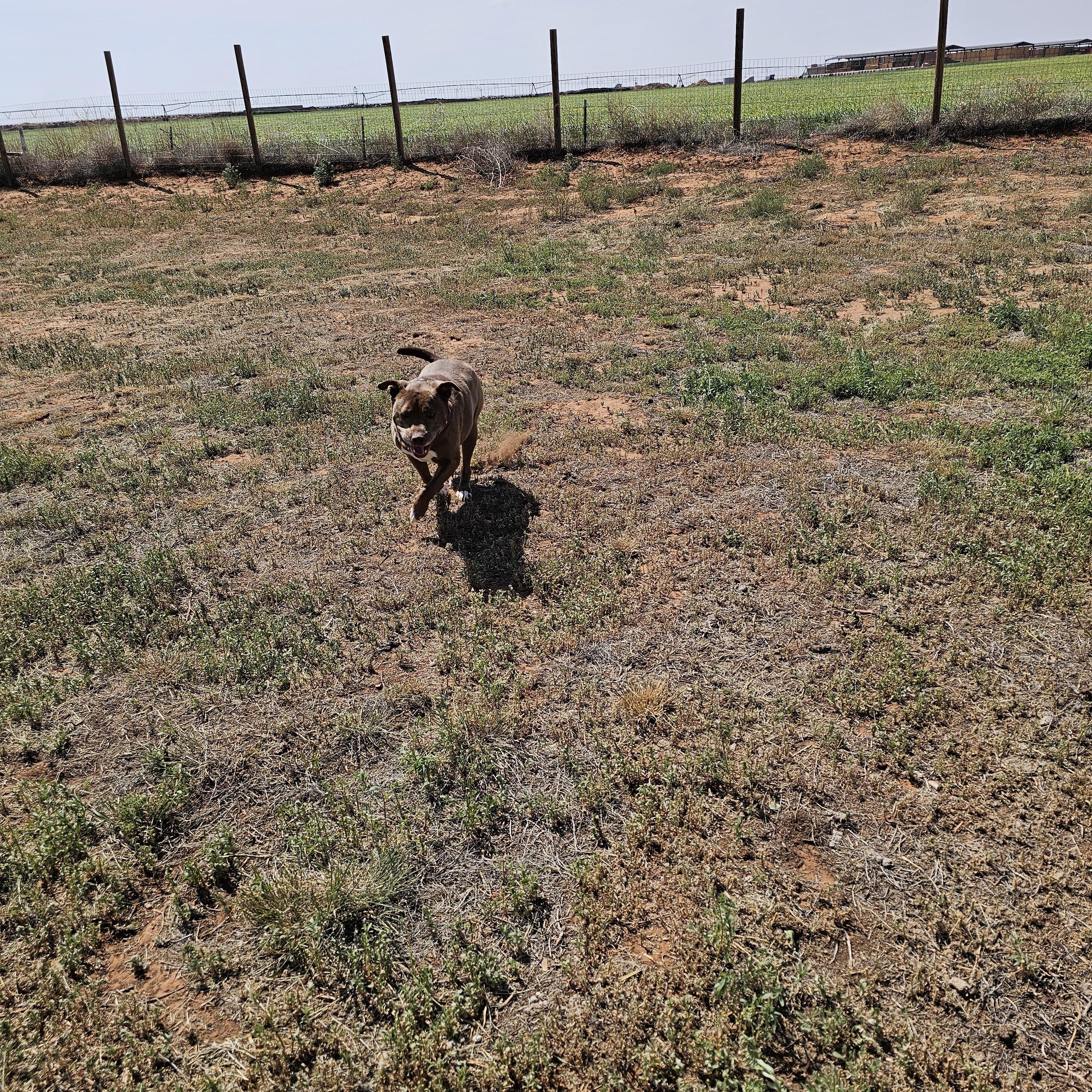 Elroy (we have come a long way), a ADOPTABLE Pit Bull Terrier in Clovis, NM image 3/6