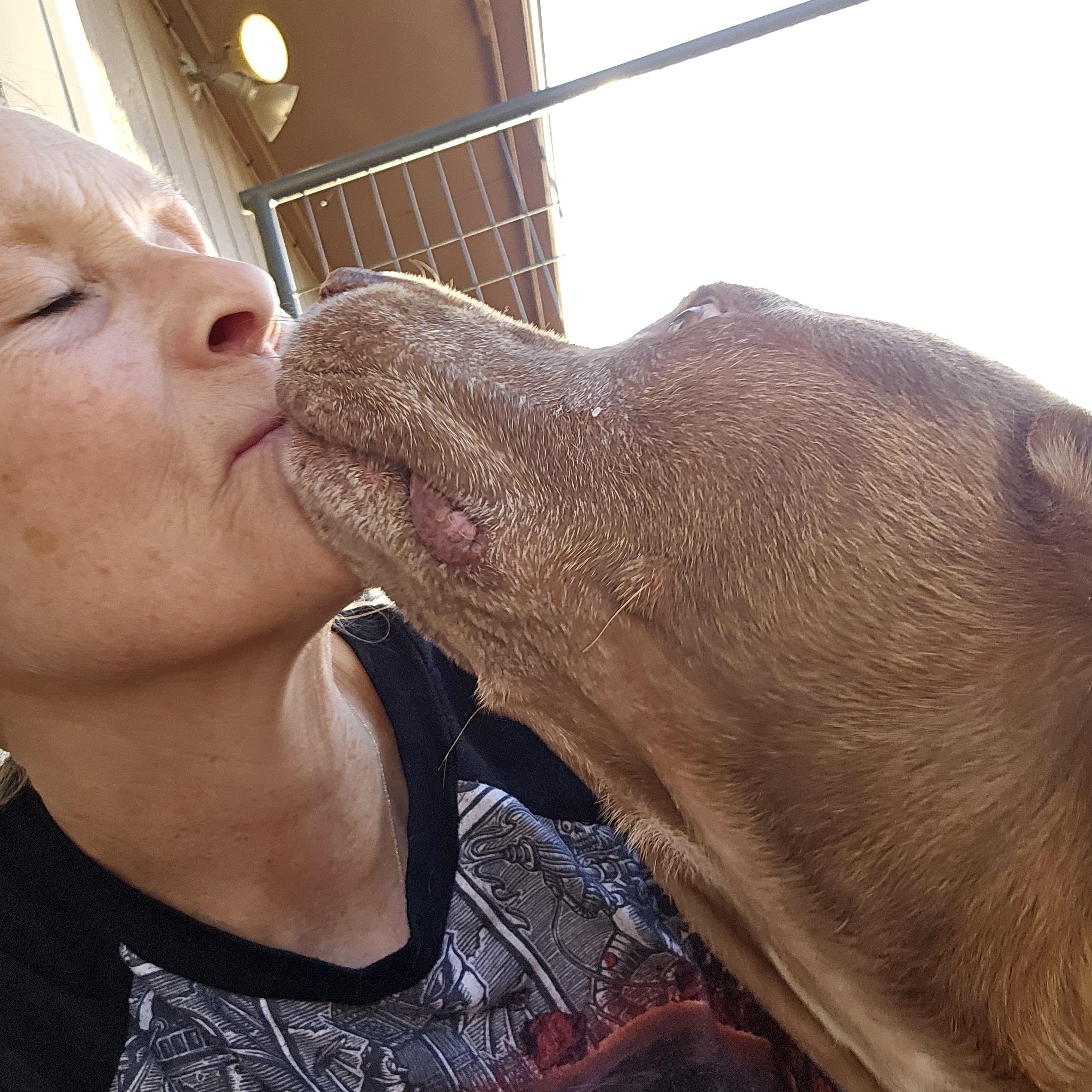 Elroy (we have come a long way), ADOPTABLE, Adult Male Pit Bull Terrier.