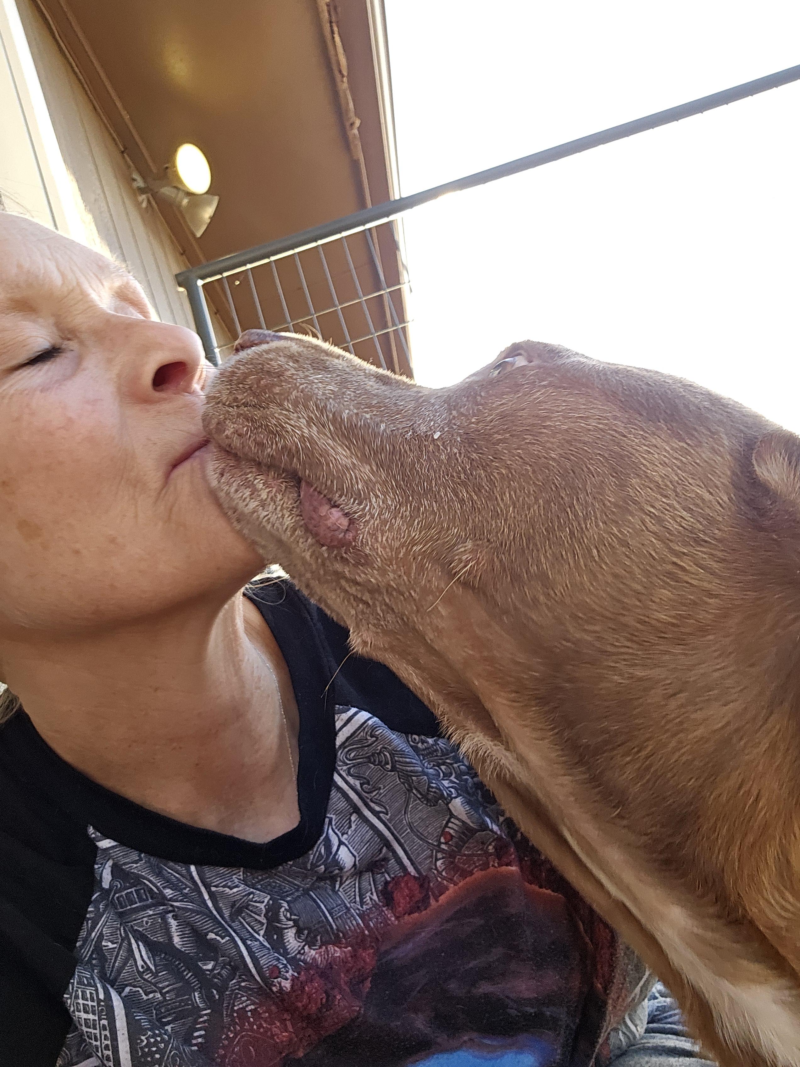 Elroy, a ADOPTABLE Pit Bull Terrier in Clovis, NM image 3/6