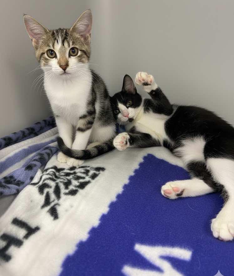 Ginny and Georgia  (Sisters)