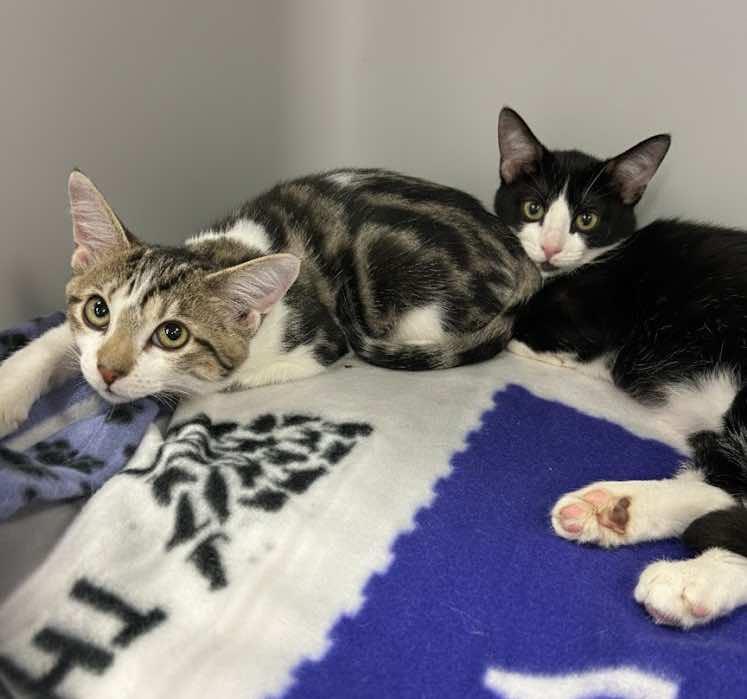 Ginny and Georgia  (Sisters)