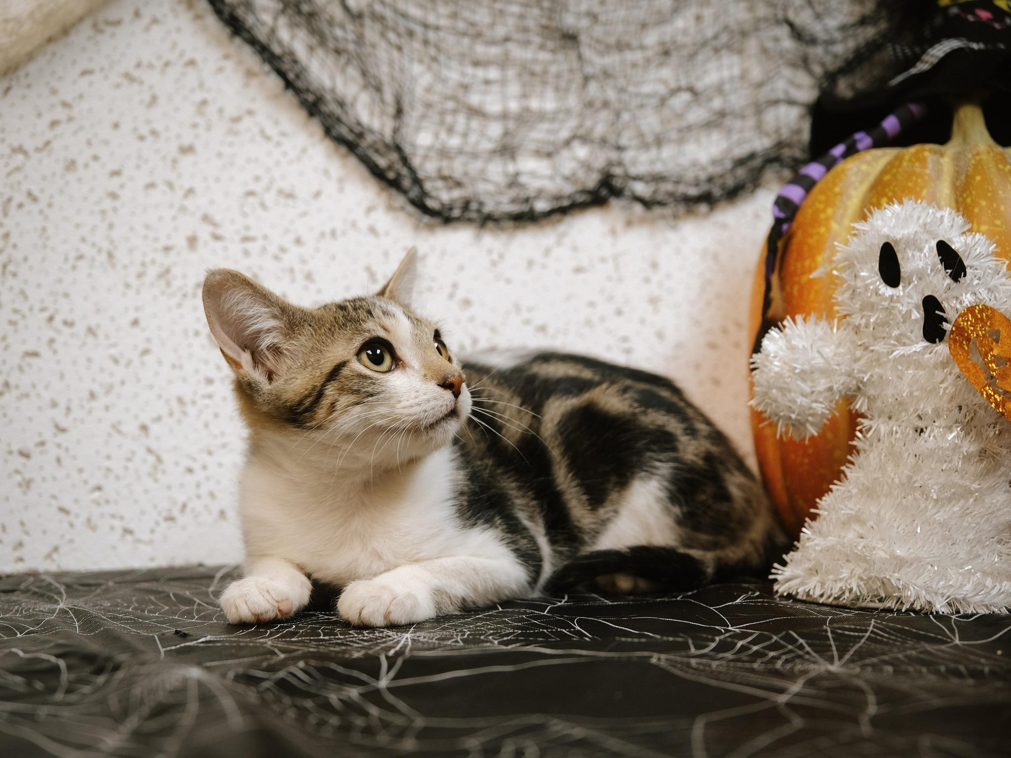 Ginny and Georgia  (Sisters)