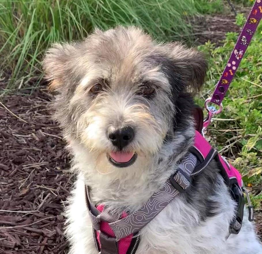 Abby, Adoptable, Adult Female Terrier.