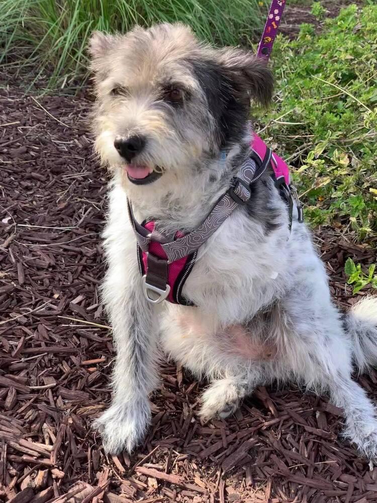 Abby, a Adoptable mixed breed in Mission Viejo, CA image 2/6