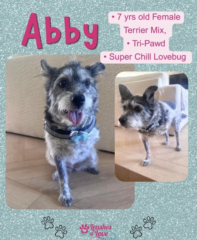 Enlarge Abby, a Adoptable mixed breed in Mission Viejo, CA image 3/6